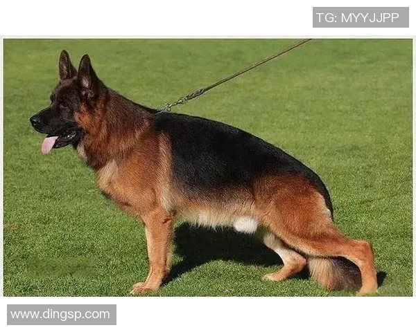 德国足球明星冯的传奇故事与辉煌成就揭秘